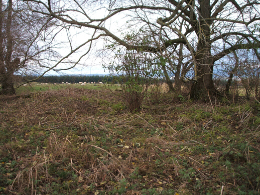 Second Photo of the graveyard at Dalcross